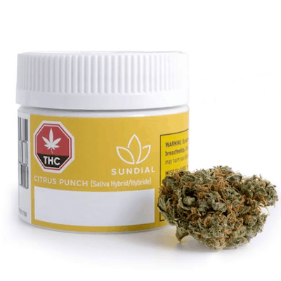 Citrus Punch - Sundial - Citrus Punch 3.5g Dried Flower