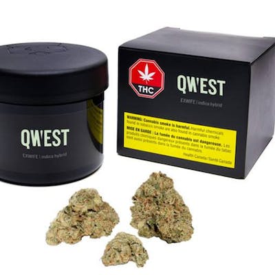 Ex-Wife - Qwest - Ex-Wife 3.5 g Dried Flower